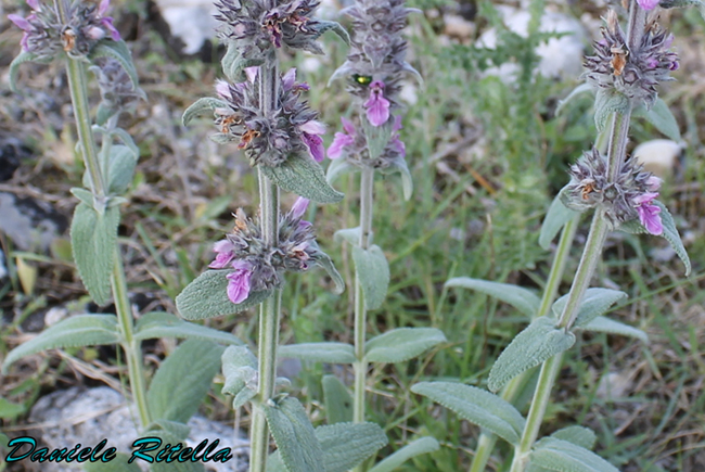 Stachys cfr. germanica